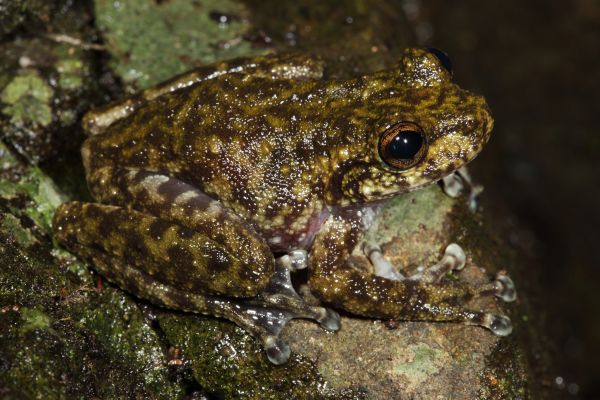 Litoria nannotis