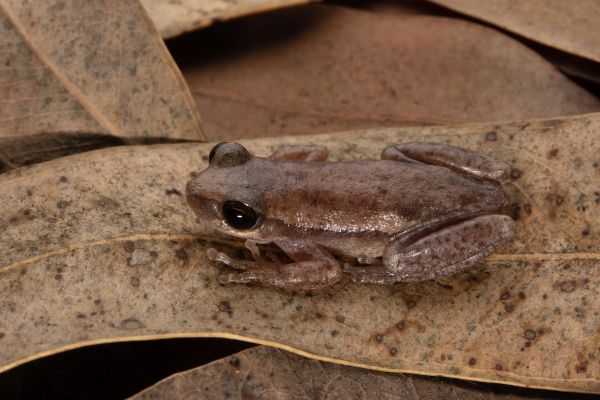 Litoria rubella