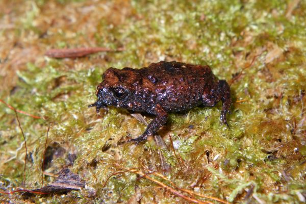 Metacrinia nichollsi