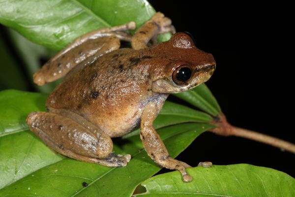 Litoria rheocola