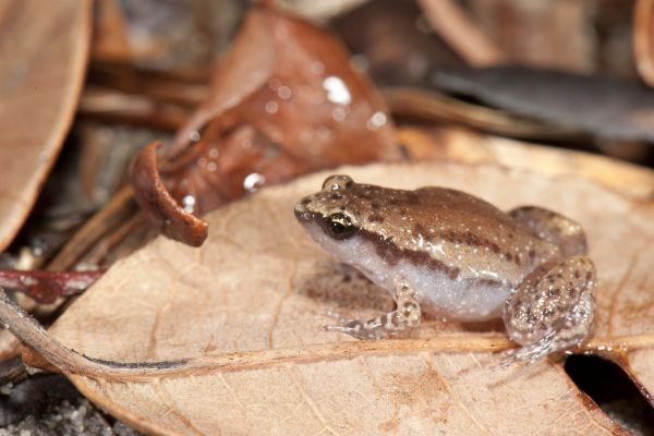 Austrochaperina adelphe
