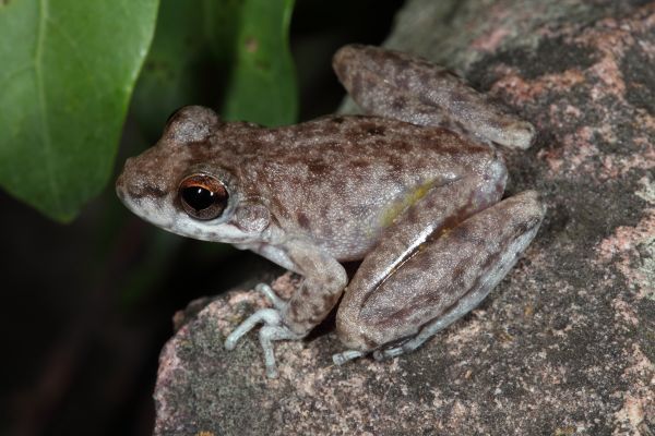 Litoria coplandi