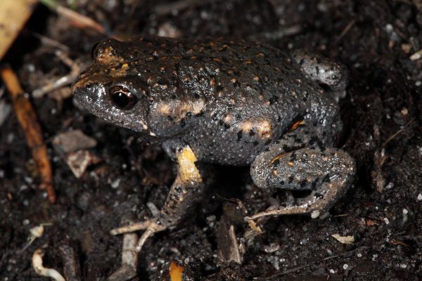 Uperoleia fusca