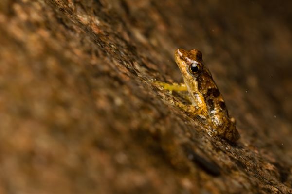 Taudactylus eungellensis