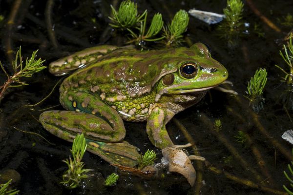 Litoria castanea