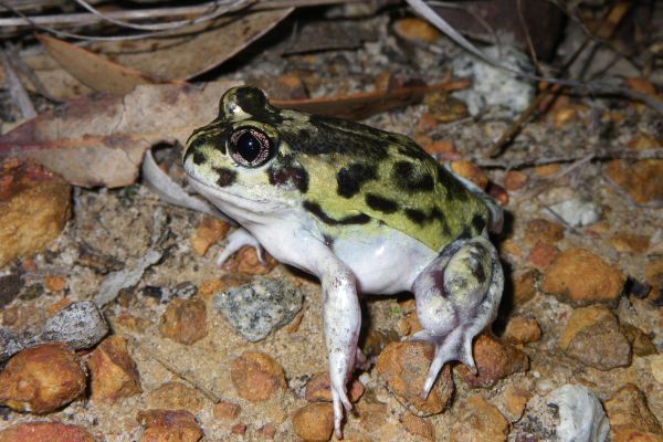Neobatrachus albipes