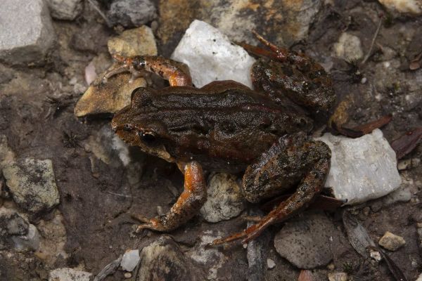 Crinia tasmaniensis