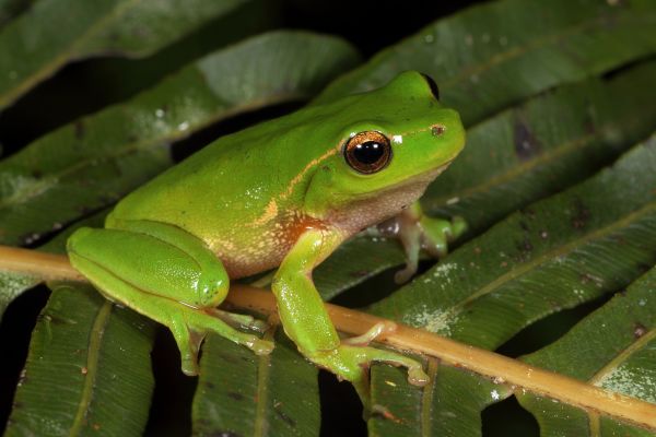 Litoria nudidigitus