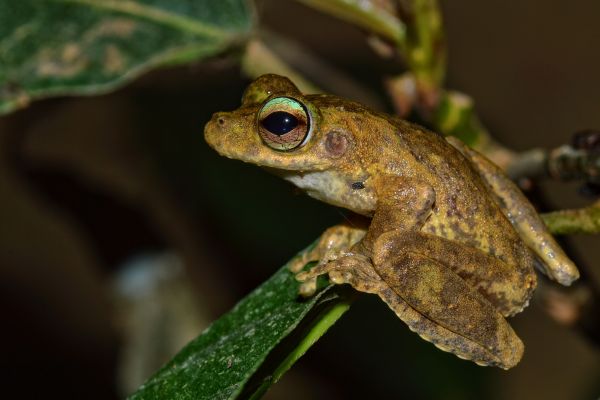 Litoria myola