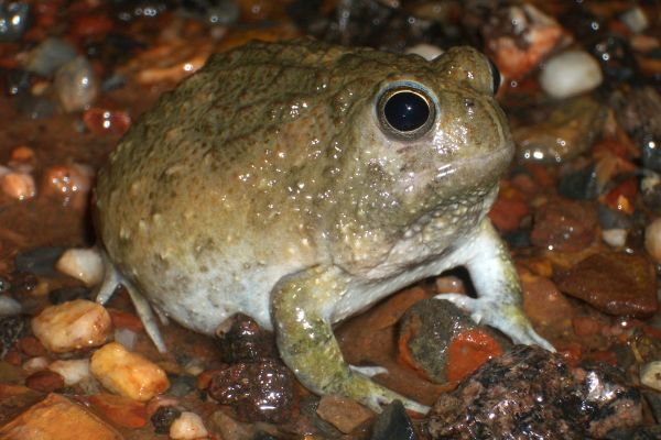 Notaden melanoscaphus