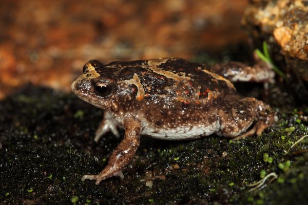 Pseudophryne guentheri