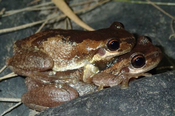 Litoria dentata