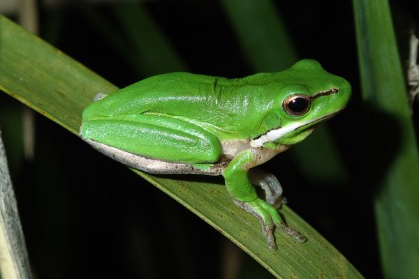 Litoria fallax