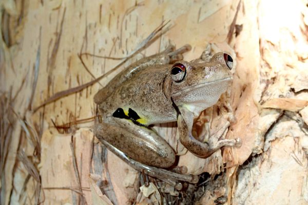 Litoria rothii