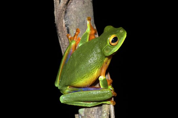 Litoria bella