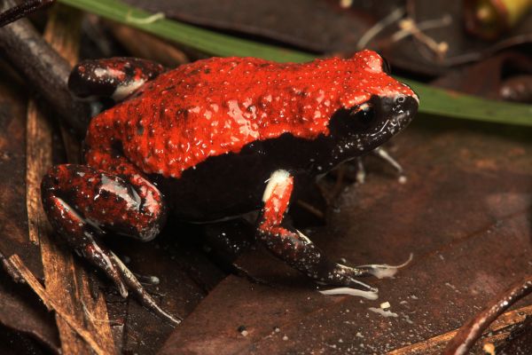 Pseudophryne coriacea