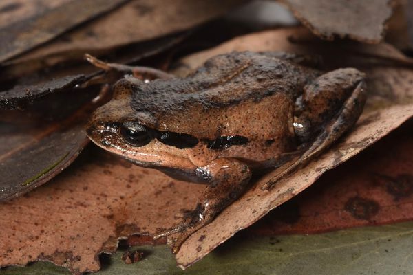 Paracrinia haswelli
