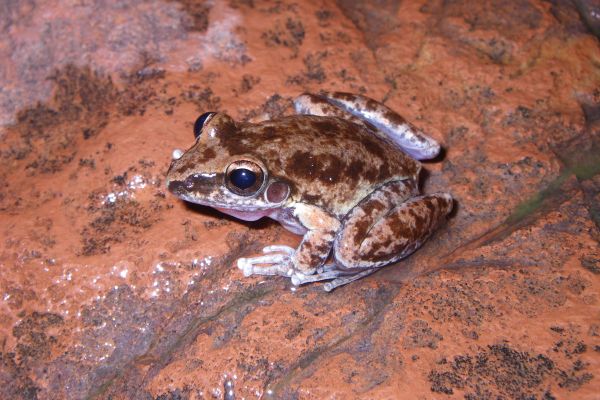 Litoria staccato