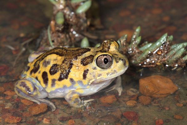 Neobatrachus sutor