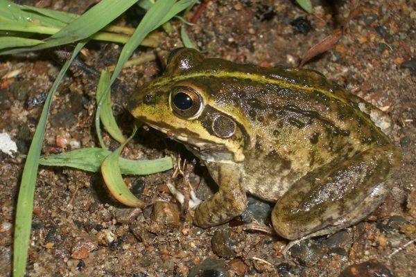 Cyclorana alboguttata