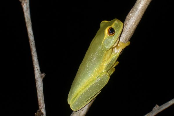 Litoria gracilenta
