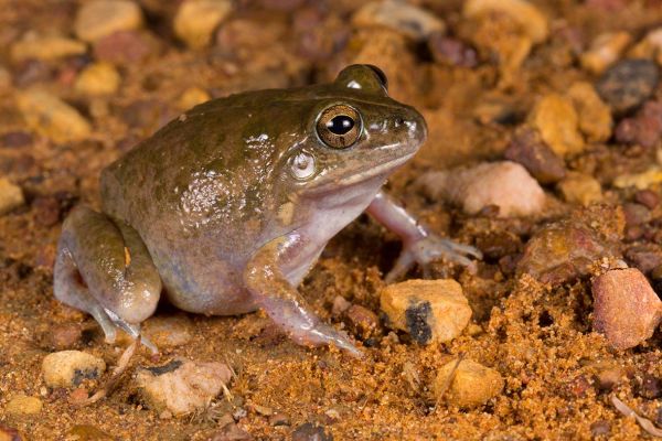 Cyclorana vagitus