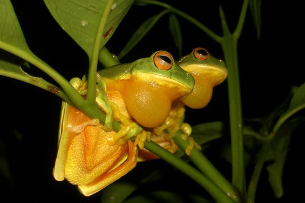 Litoria xanthomera