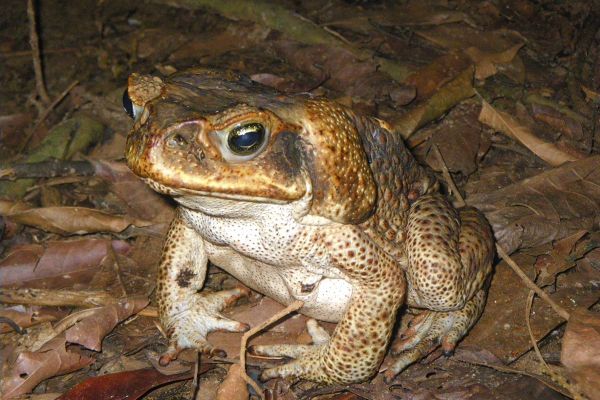 Rhinella marina
