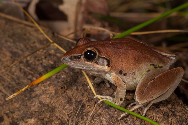 Litoria tornieri