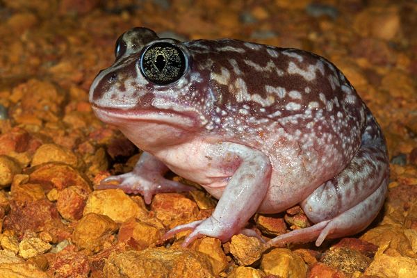 Heleioporus eyrei