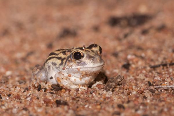Neobatrachus wilsmorei