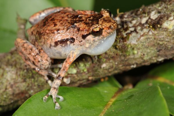 Cophixalus ornatus