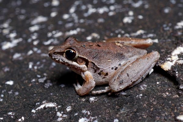 Litoria latopalmata