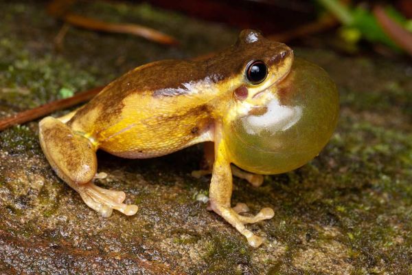 Litoria quiritatus