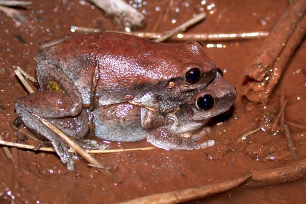 Litoria rubella