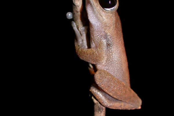 Litoria dayi