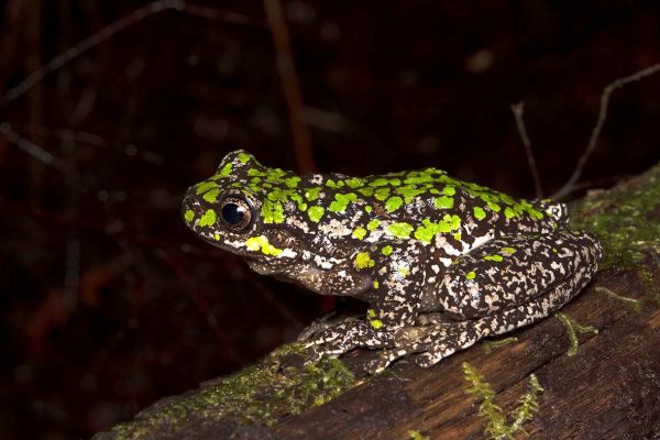 Litoria burrowsae