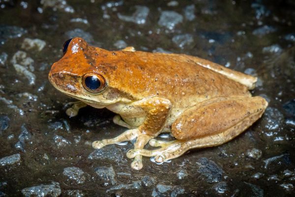 Litoria corbeni