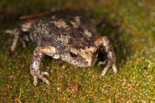 Pseudophryne occidentalis