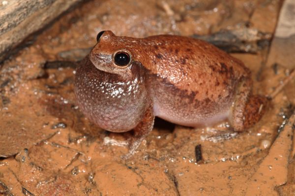 Litoria pyrina