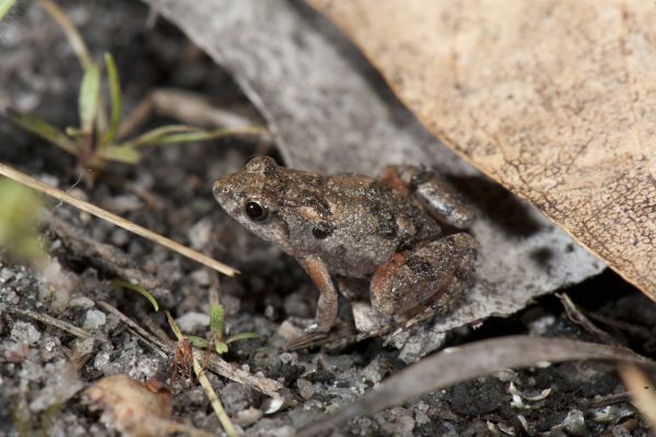 Crinia remota