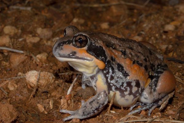 Limnodynastes interioris