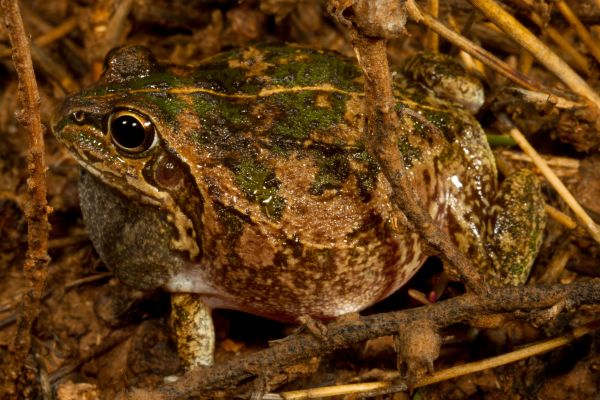 Cyclorana verrucosa