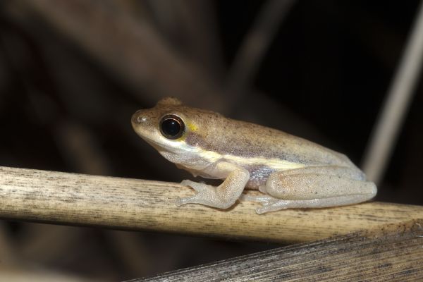 Litoria bicolor