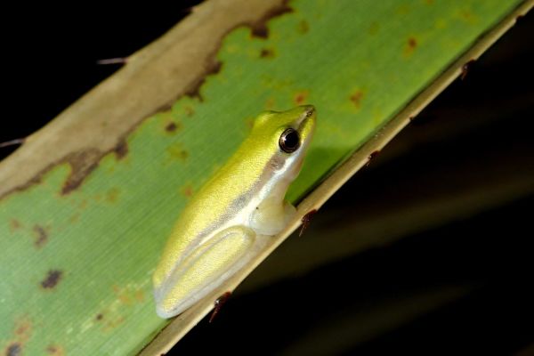 Litoria bicolor