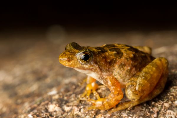 Taudactylus eungellensis