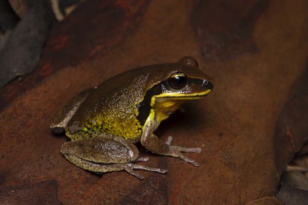 Litoria brevipalmata