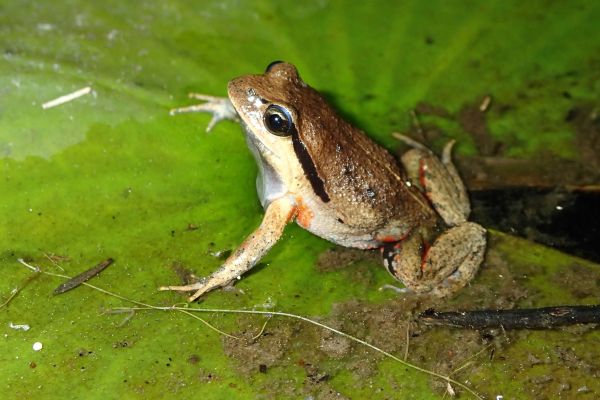 Paracrinia haswelli