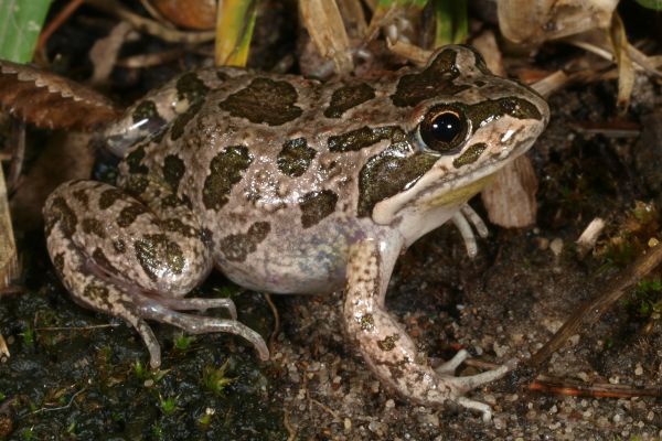 Limnodynastes tasmaniensis