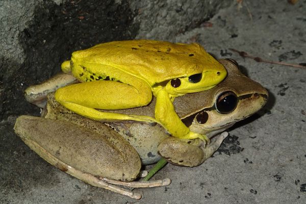 Litoria wilcoxii